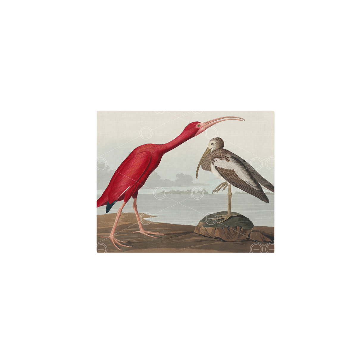 Canvas Prints